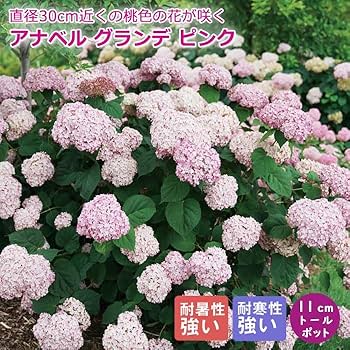 アナベル紫陽花　ロングガーランド アナベル紫陽花と花々 縦長ガーランド - naturalflowers | minne